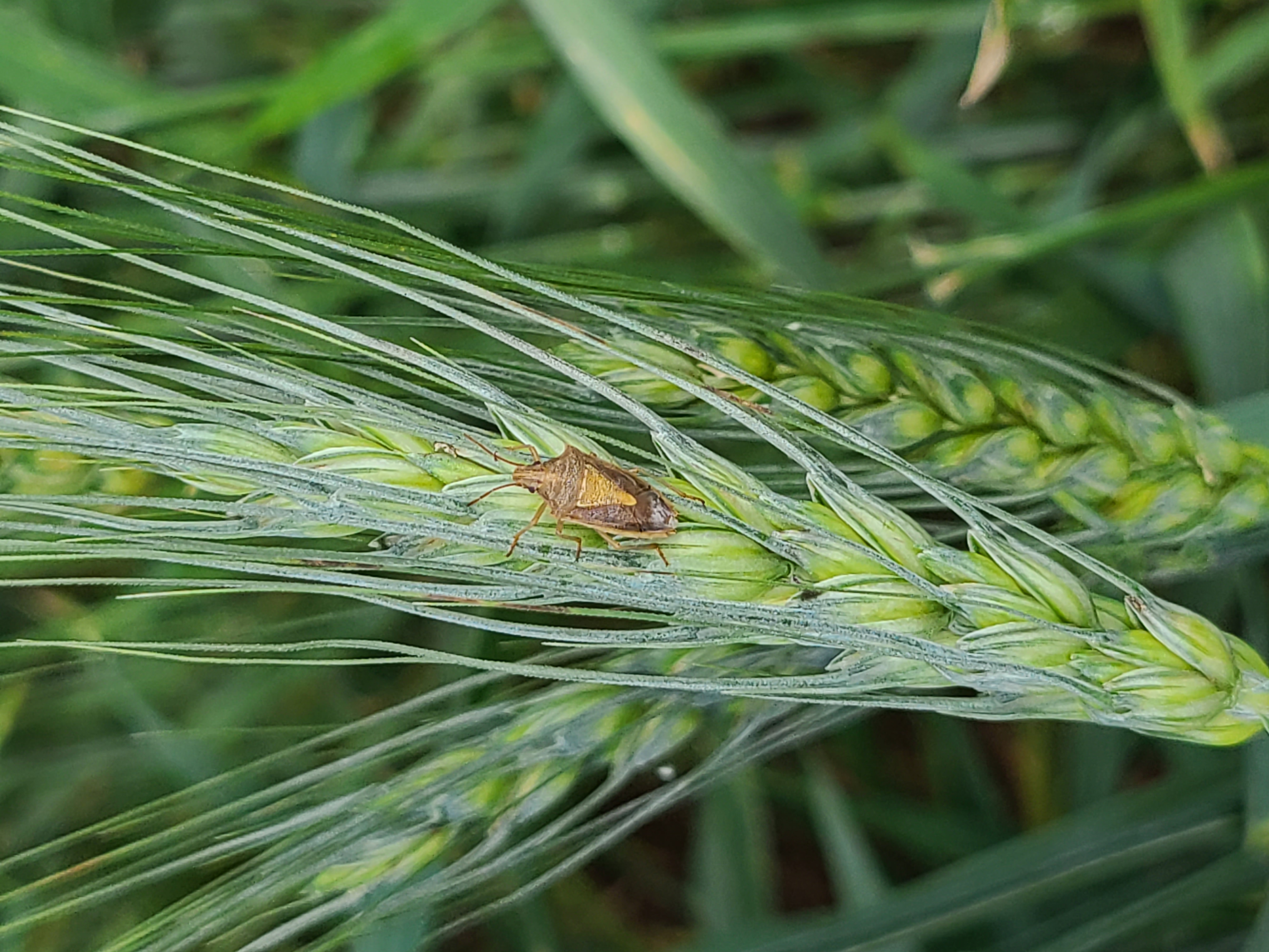 Managing Stink Bugs in Wheat and Corn